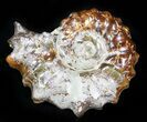 Polished, Agatized Douvilleiceras Ammonite - #29320-1